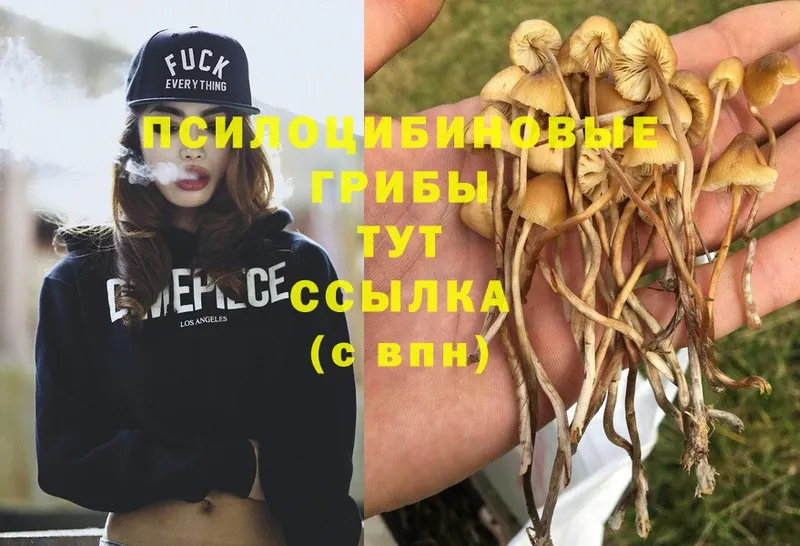 Псилоцибиновые грибы MAGIC MUSHROOMS  блэк спрут ссылка  Аша 